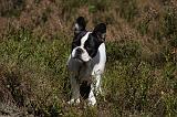 BOULEDOGUE FRANCAIS 835